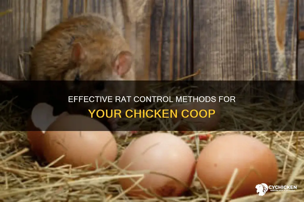 how to kill rats in chicken house