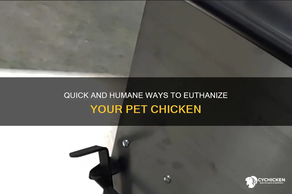 how to kill your pet chicken fast