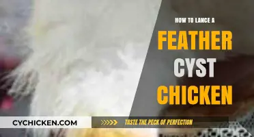 Lancing Feather Cysts in Chickens: A Step-by-Step Guide for Owners