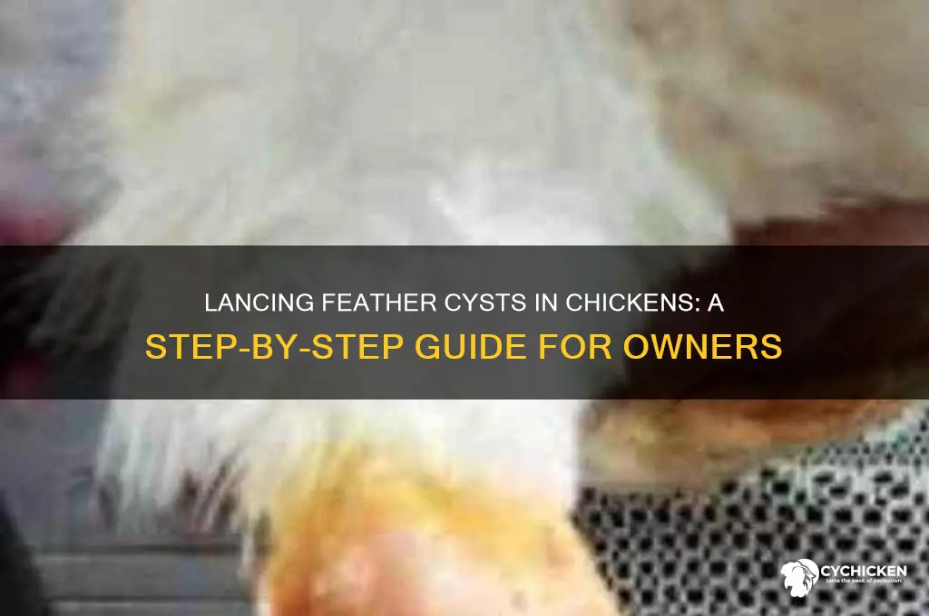 how to lance a feather cyst chicken
