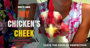 Lancing Your Chicken's Cheek: A Step-by-Step Guide for Poultry Care