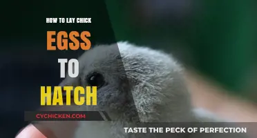 Mastering Chick Egg Incubation: A Step-by-Step Hatching Guide