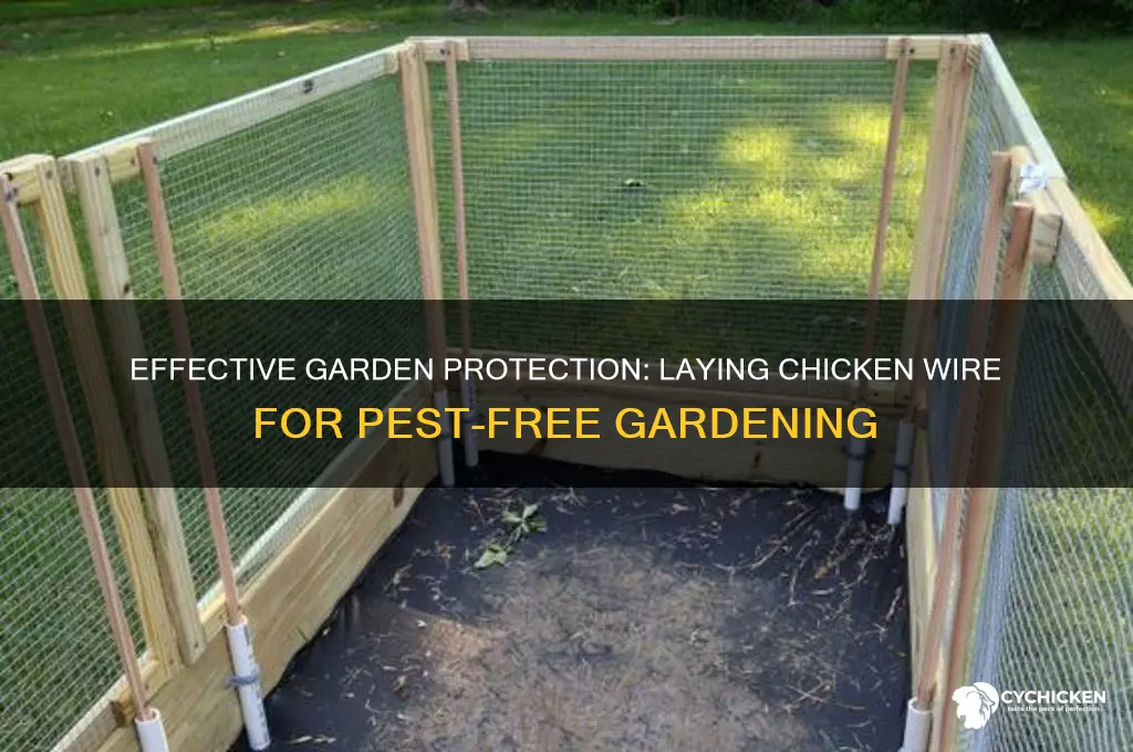 how to lay chicken wire in garden