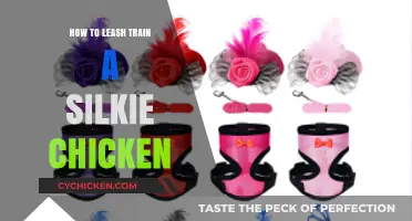 Leash Training Your Silkie Chicken: A Step-by-Step Guide