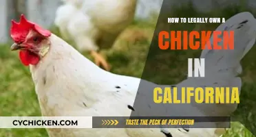 Legal Guide to Owning Chickens in California: Rules and Tips