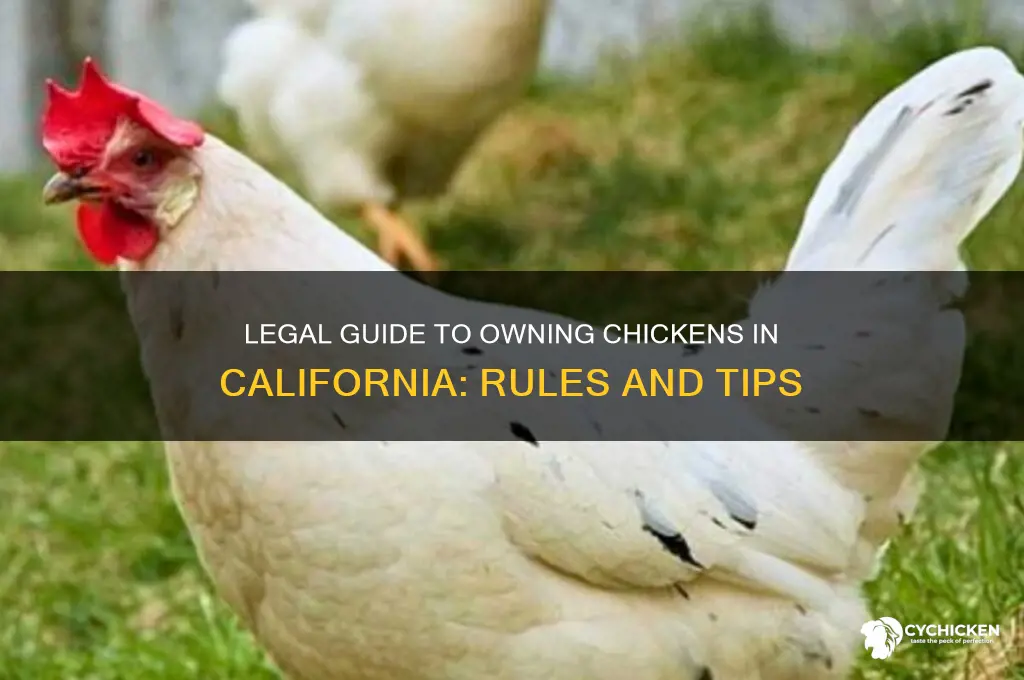 how to legally own a chicken in california