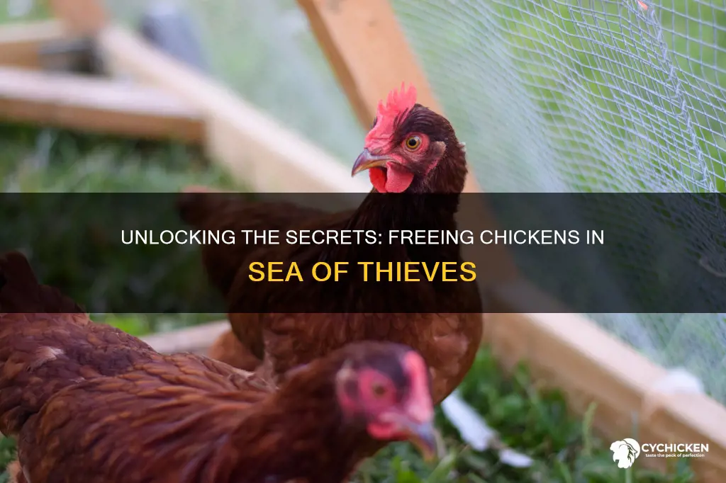 how to let chicken out of cage sea of thieves