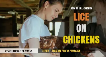 Effective Ways to Eliminate Chicken Lice on Your Flock