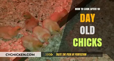 Caring for 10-Day-Old Chicks: Essential Tips for Healthy Growth
