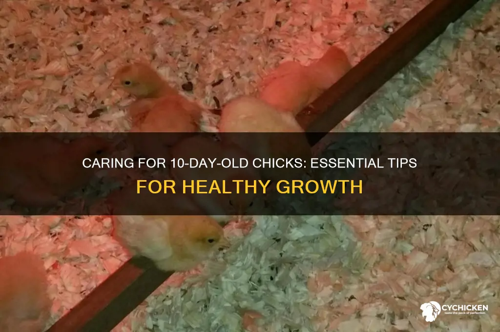 how to look after 10 day old chicks