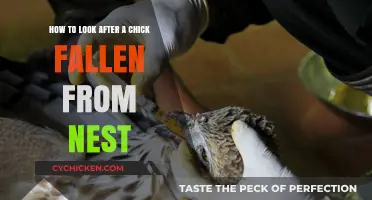 Caring for a Fallen Chick: A Guide