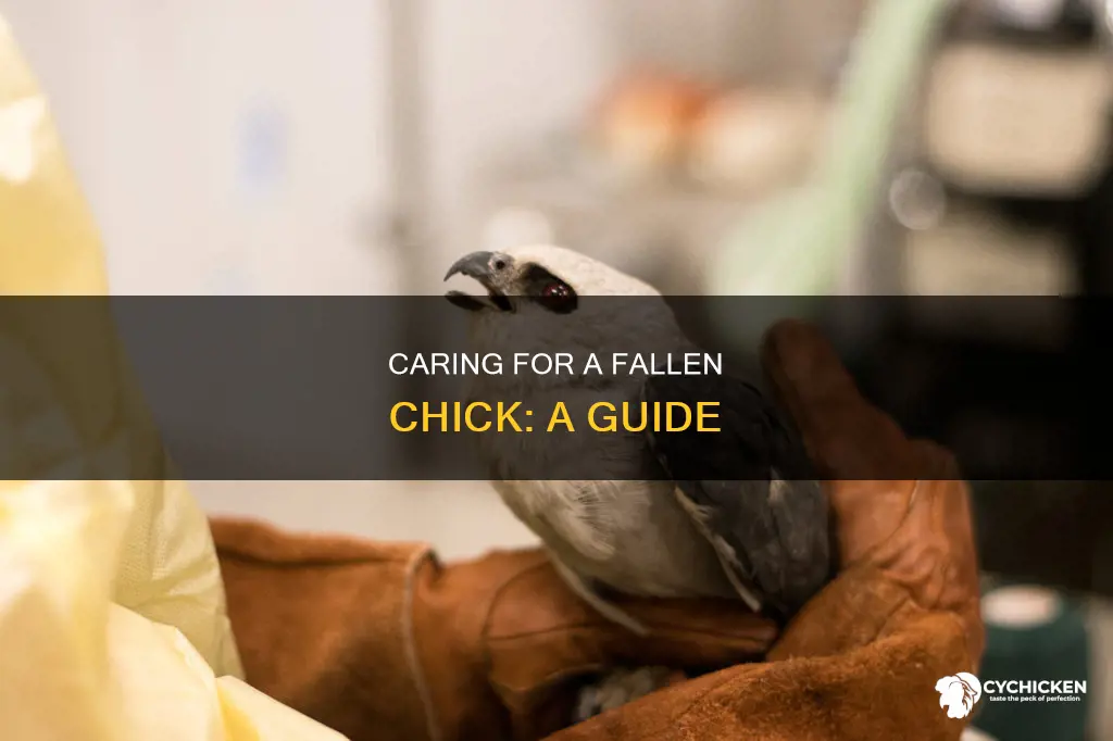 how to look after a chick fallen from nest