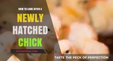 Caring for Newborn Chicks: Essential Tips for Healthy Growth