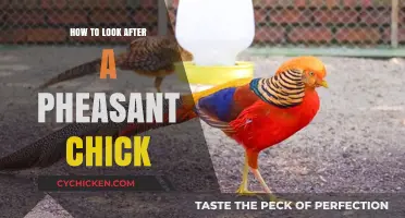Caring for Pheasant Chicks: Essential Tips for Healthy Growth and Development