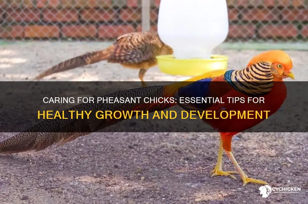 how to look after a pheasant chick