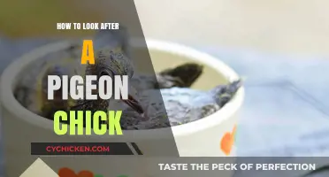 Caring for Pigeon Chicks: Essential Tips for Healthy Growth and Development