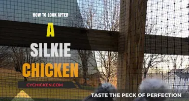 Caring for Silkie Chickens: Essential Tips for Happy, Healthy Birds