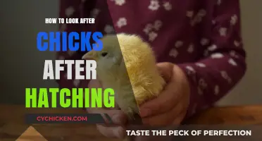 Caring for Newborn Chicks: Essential Tips for Post-Hatch Success