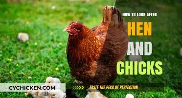 Caring for Hen and Chicks: Essential Tips for Healthy Succulents