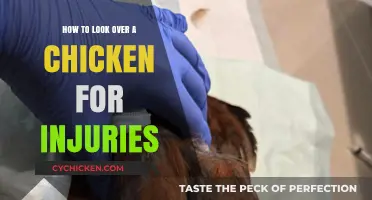 Inspecting Your Chicken: A Guide to Spotting and Treating Injuries