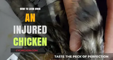 Caring for Injured Chickens: A Step-by-Step Guide to Recovery