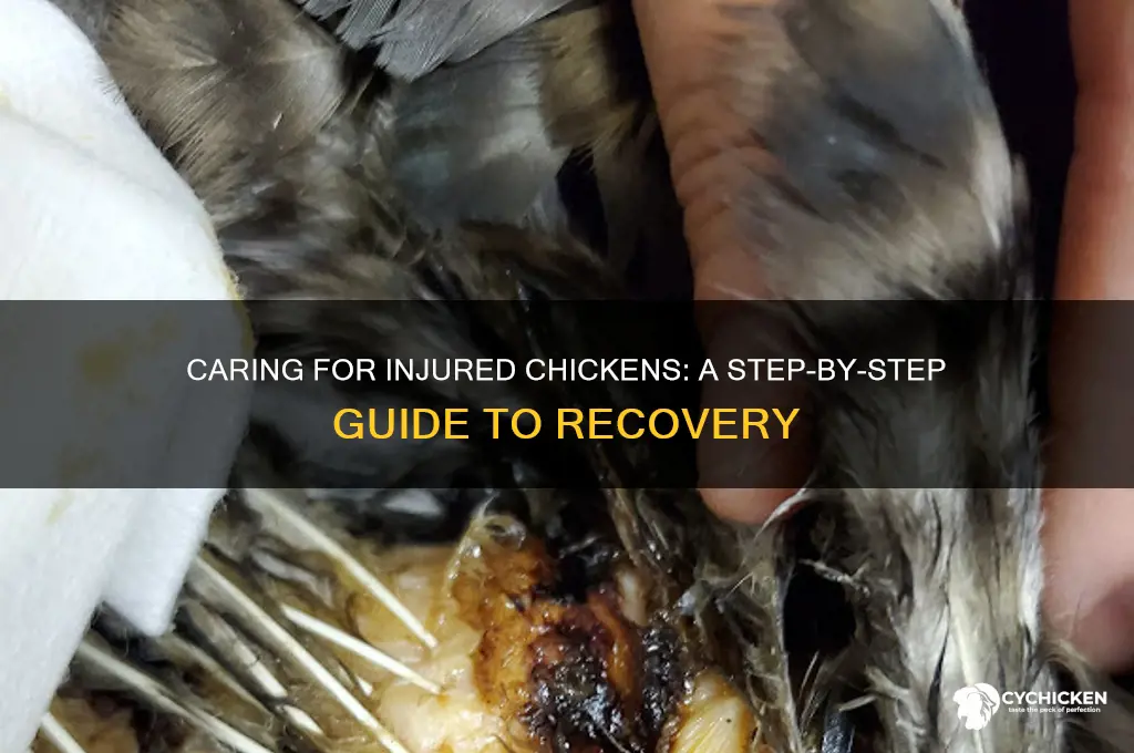 how to look over an injured chicken