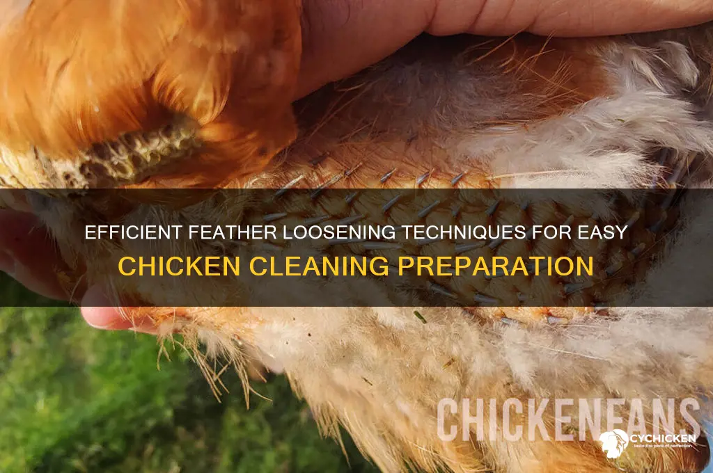how to loosen chicken feathers before cleaning it