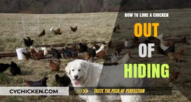 Effective Strategies to Entice a Hidden Chicken into the Open