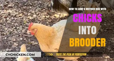 Luring Mother Hen and Chicks: The Brooder Trick