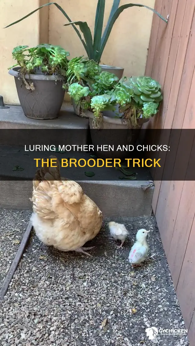 how to lure a mother hen with chicks int0 brooder