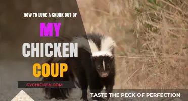 Luring Skunks from Chicken Coops: Effective Strategies