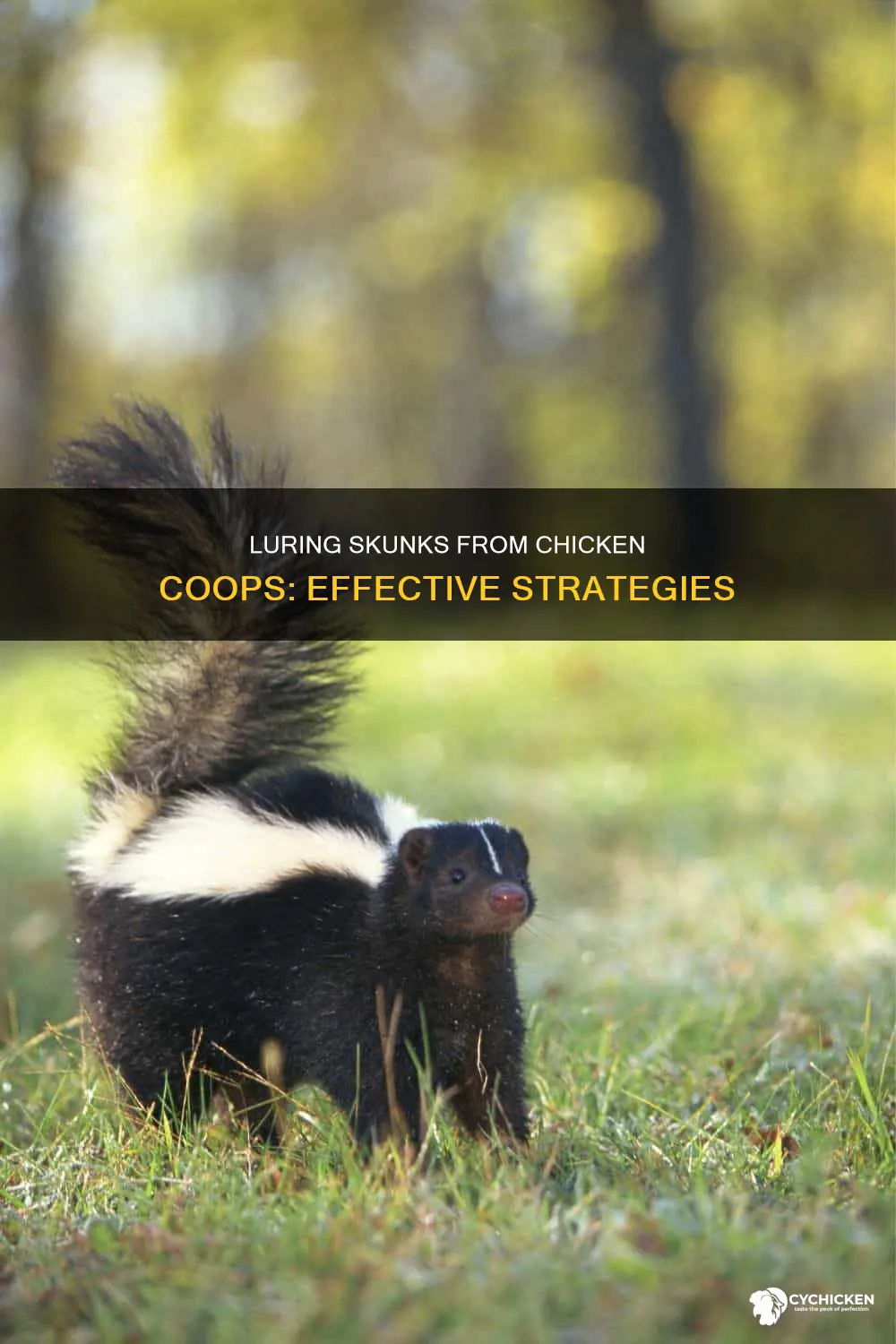 how to lure a skunk out of my chicken coup
