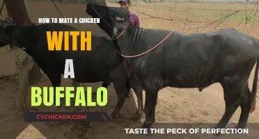 Unlikely Pairing: Mating Chickens and Buffaloes – A Comprehensive Guide