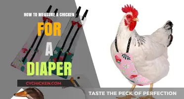 Diapering Your Chicken: A Step-by-Step Guide to Accurate Measurement