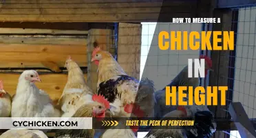 Measuring Chicken Height: A Simple Guide for Accurate Results