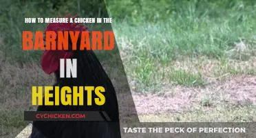 Barnyard Chickens: Height Measurement Techniques