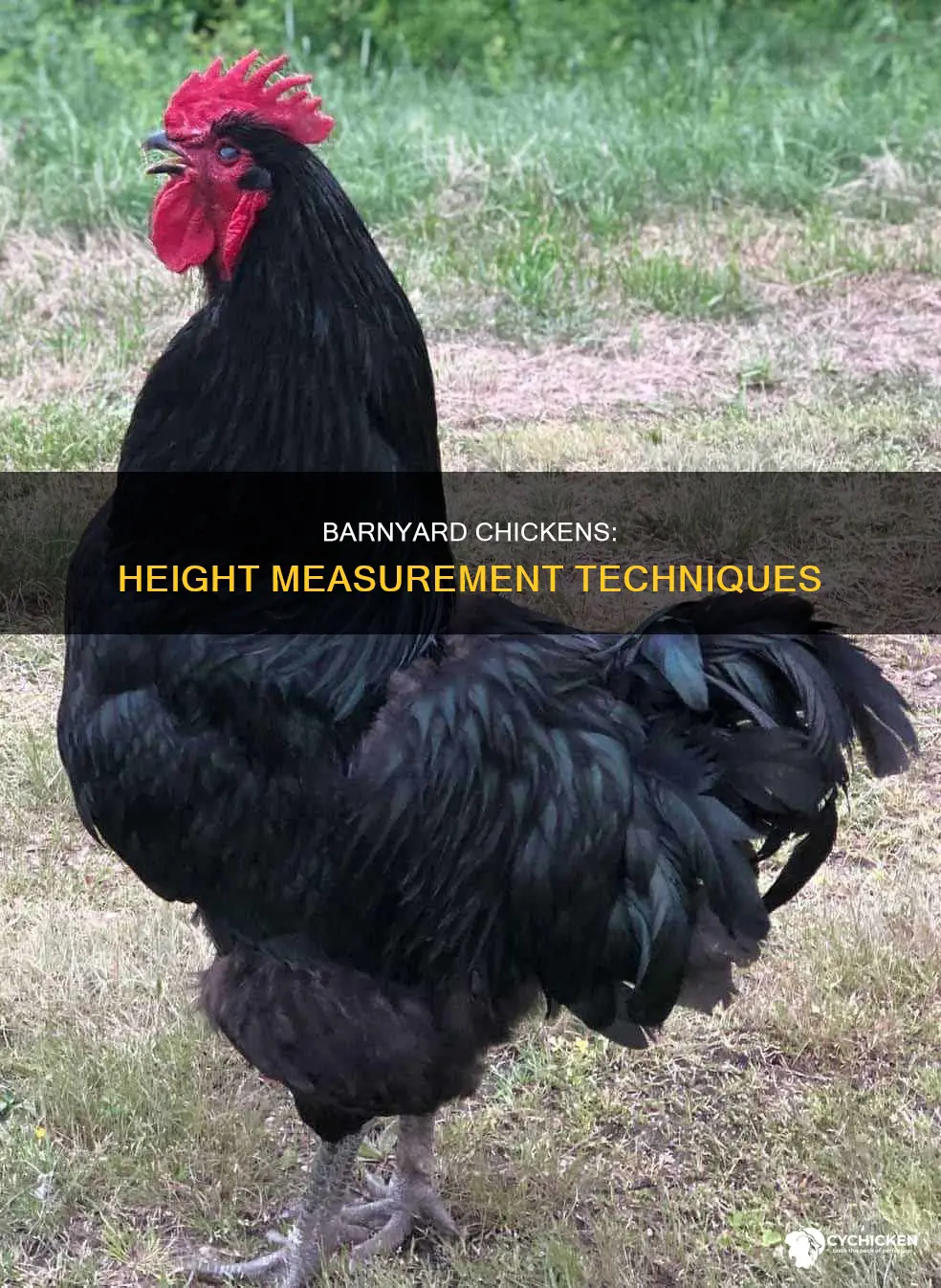 how to measure a chicken in the barnyard in heights