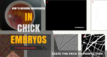 Measuring Angiogenesis in Chick Embryos: Techniques and Best Practices