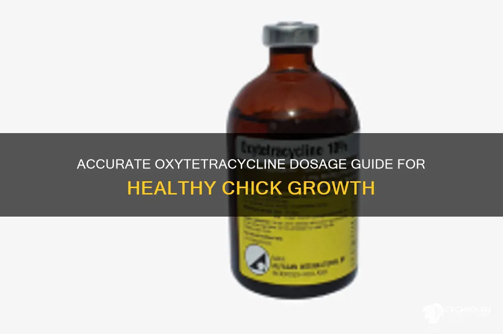 how to measure out oxytetracycline for chicks
