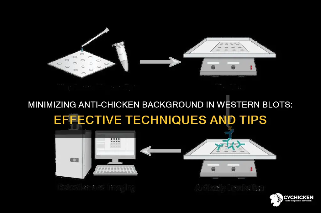 how to minimize anti chicken background western