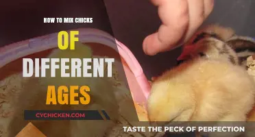 Mixing Chicks of Different Ages: Tips for a Harmonious Brooder