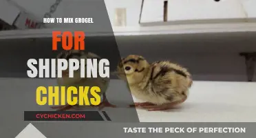 Perfect Grogel Mixture for Safe and Healthy Chick Shipping Tips