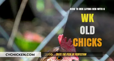 Integrating Your Flock: Chicks and Laying Hens