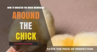 Reviving Chick Membranes: Moisture Techniques for Hatchlings