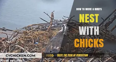 Relocating a Bird's Nest: Safely Moving Chicks to a New Home