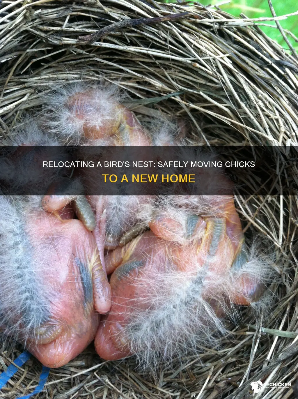 how to move a bird
