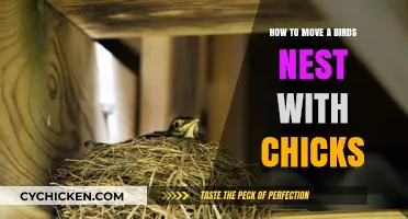 Safely Relocating Bird Nests with Chicks: A Step-by-Step Guide