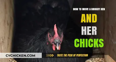 Moving a Broody Hen: Relocating Her and Chicks Safely