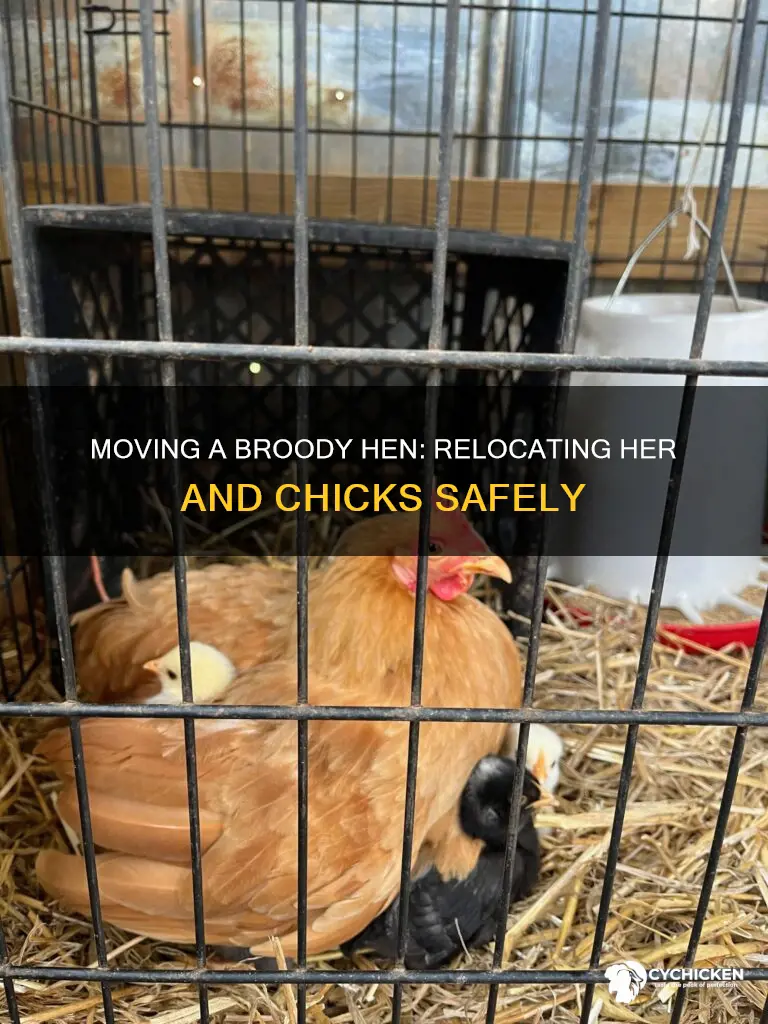 how to move a broody hen and her chicks