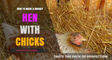 Moving Broody Hens and Chicks: A Step-by-Step Guide